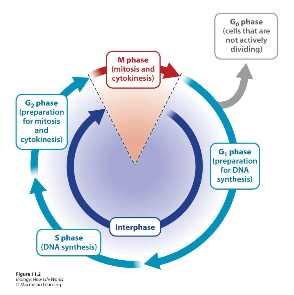 <ul><li><p>More complicated</p></li><li><p>Two distinct phases</p></li><li><p>M Phase → Divides into two daughter cells</p><ul><li><p>First divide the nucleus by <strong>mitosis </strong>(chromosomes separated into two nuclei)</p></li><li><p>Then divide the cytoplasm into two daughter cells by <strong>cytokinesis</strong></p></li></ul></li><li><p><span>Interphase occurs between two</span><br><span>successive M phases</span></p></li></ul><p></p>