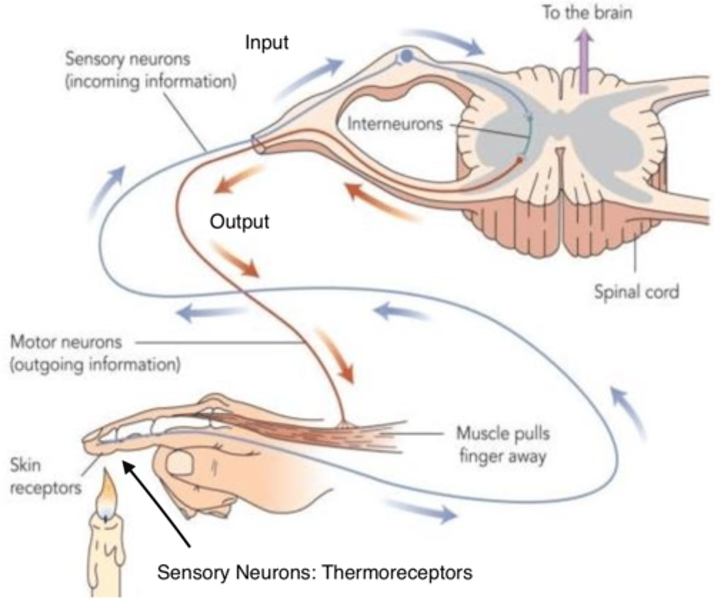 <p>1) <strong>Sensory neurons</strong>: specialized neurons carry input messages from the sense organs (eyes, ears, nose, tongue, and skin) to the spinal cord and brain ex: Photoreceptors: modulate pattern of neural activity based off of the amount of light and quality of light</p><p>2) <strong>Motor neurons</strong>: Synapse with muscles. Transmit output impulses from the brain and spinal cord to the body's muscles and organs </p><p>3) <strong>Interneurons</strong>: Synapse with other neurons. Outnumber sensory and motor neurons, perform connective or associative functions within the nervous system, interneuronal activity makes it possible for the complexity of our higher mental functions, emotions and behavioural capabilities</p><p></p><p>*DIAGRAM: All three classes interacting  </p>