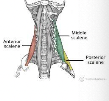 <p>What muscle is this?</p>