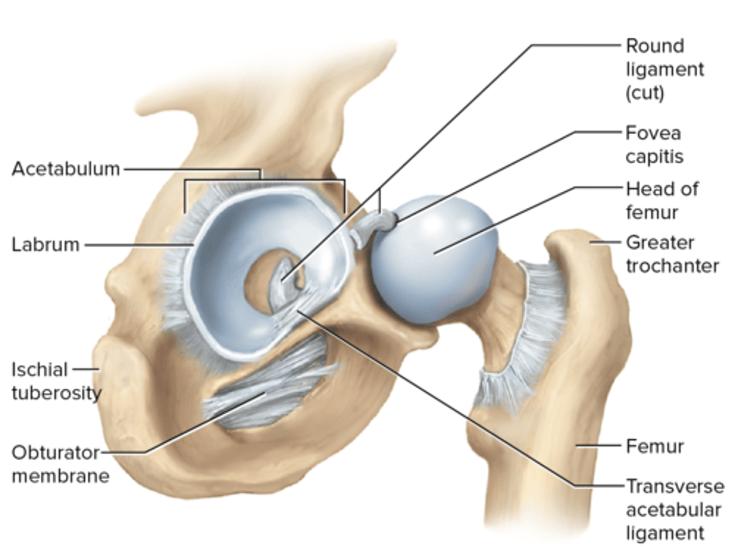 <p>coxal joint; acetabular labrum; round ligament attaches to fovea capitis; iliofemoral, pubofemoral, and ischiofemoral ligaments</p>