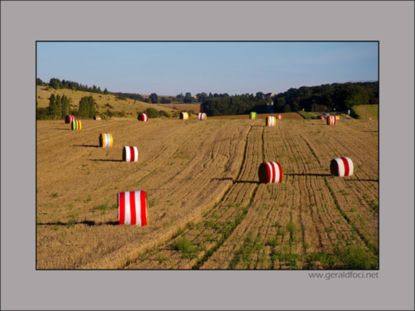 <p>harvest (of grain)</p>