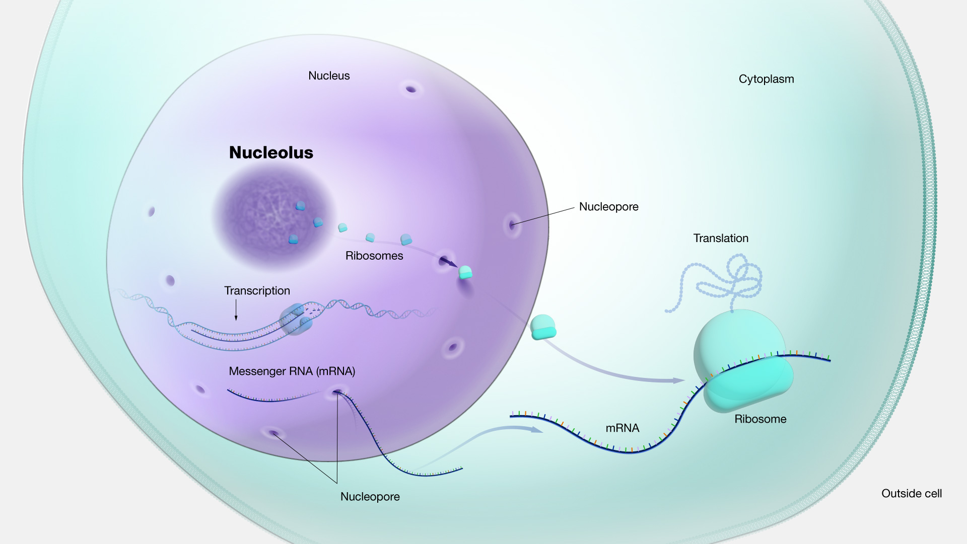 <p>Function: Rrna Synthesis</p><ul><li><p>25% of the colume of nucleus, the darker spot </p></li></ul><p></p>