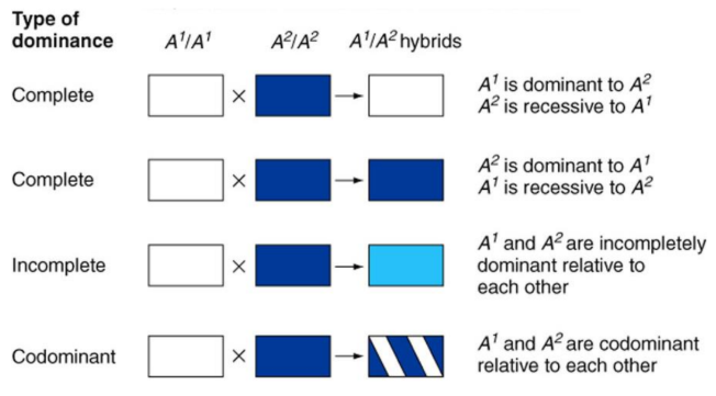 <p><strong><u>complete</u></strong> - one allele is dominant to another</p><p><strong><u>incomplete</u></strong> - alleles are incompletely dominant relative to each other (mixing)</p><p><strong><u>codominant</u></strong> - alleles are codominant relative to each other</p>