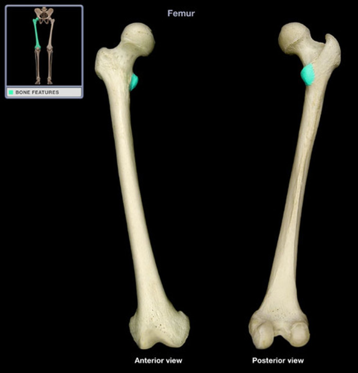 <p>- smaller prominence inferior to the head on the medial side of the femur</p><p>- Provides attachment for a single muscle - iliopsoas</p>
