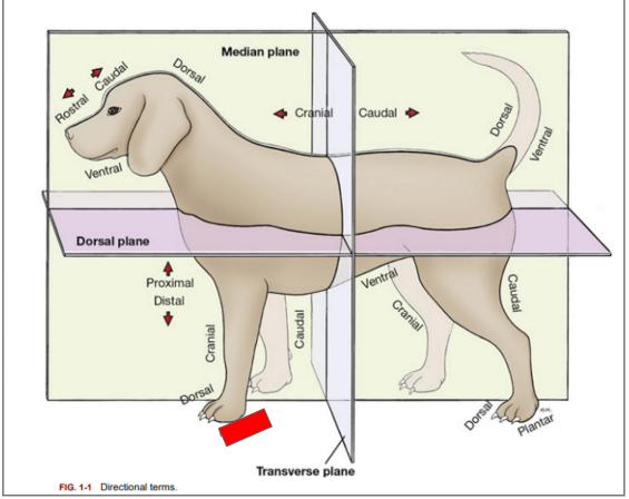<p>What is the directional term blocked out in red?</p>