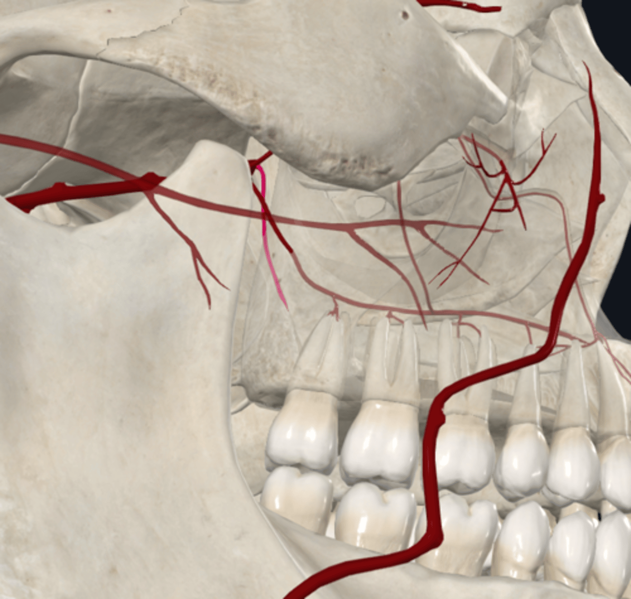 <p>What is the descending palatine artery of the maxillary artery branches in</p><p>PTERYGOPALATINE FOSSA supplied by?</p>