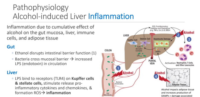 <ol><li><p>pro- inflammatory cytokines and chemokines,</p></li><li><p>formation ROS </p></li></ol><p></p>