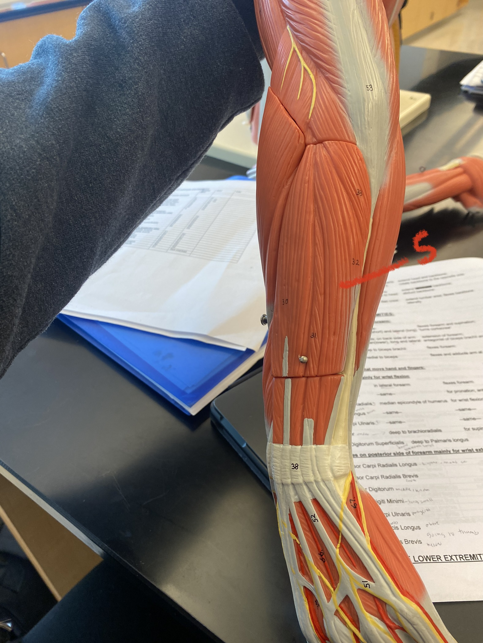 Muscles of forearm- posterior #5