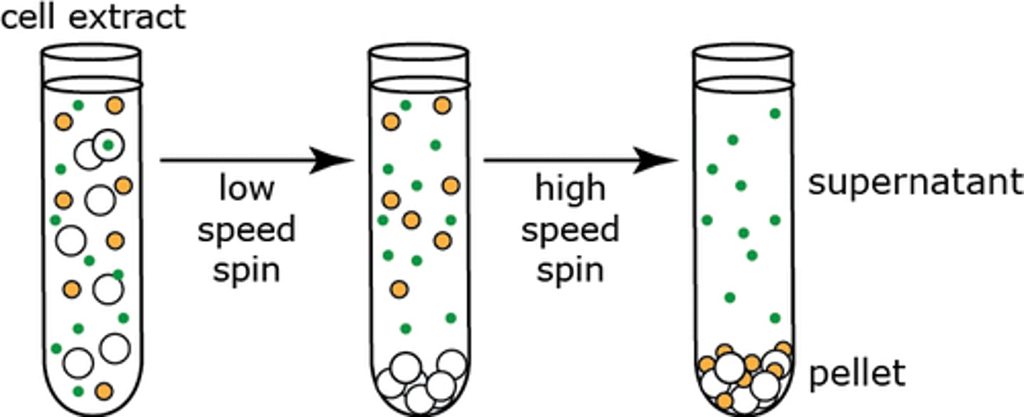 <p>The process by which the fragments in the filtered homogenate are separated in a machine called a centrifuge.</p>