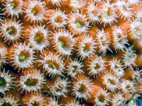 <p>Eyed / Star coral (<em>Astrangia</em>)</p>