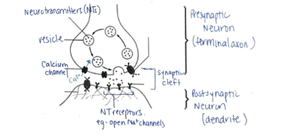 <p><span>Calcium, Calcium, Exocytosis, synaptic cleft, diffusion, sodium</span></p>