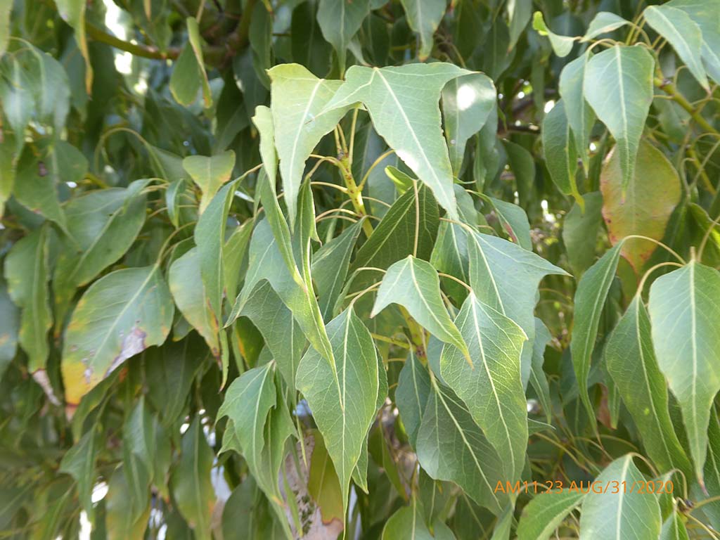 <p><span><span>bottle tree</span></span></p>