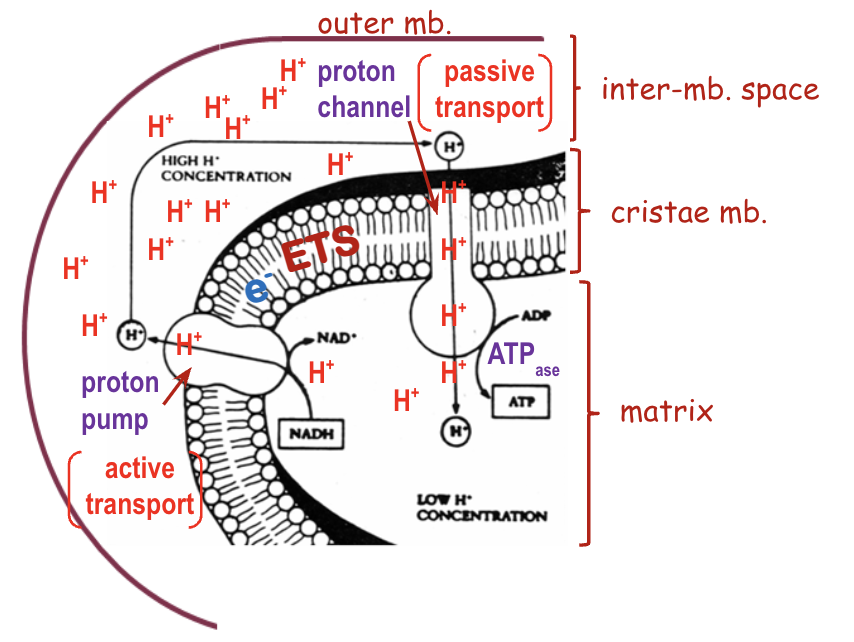 <ul><li><p>Actively transports H<sup>+</sup> into the intermembrane space <strong>out </strong>of the matrix</p></li><li><p>Builds a protein gradient across the membrane</p><ul><li><p><strong>High</strong> concentration of H<sup>+</sup> in the <strong>intermembrane </strong>space</p></li><li><p><strong>Low</strong> concentration of H<sup>+</sup> in the <strong>matrix</strong></p></li></ul></li><li><p>Proteins are positively charged, therefore repel</p></li></ul><p></p>