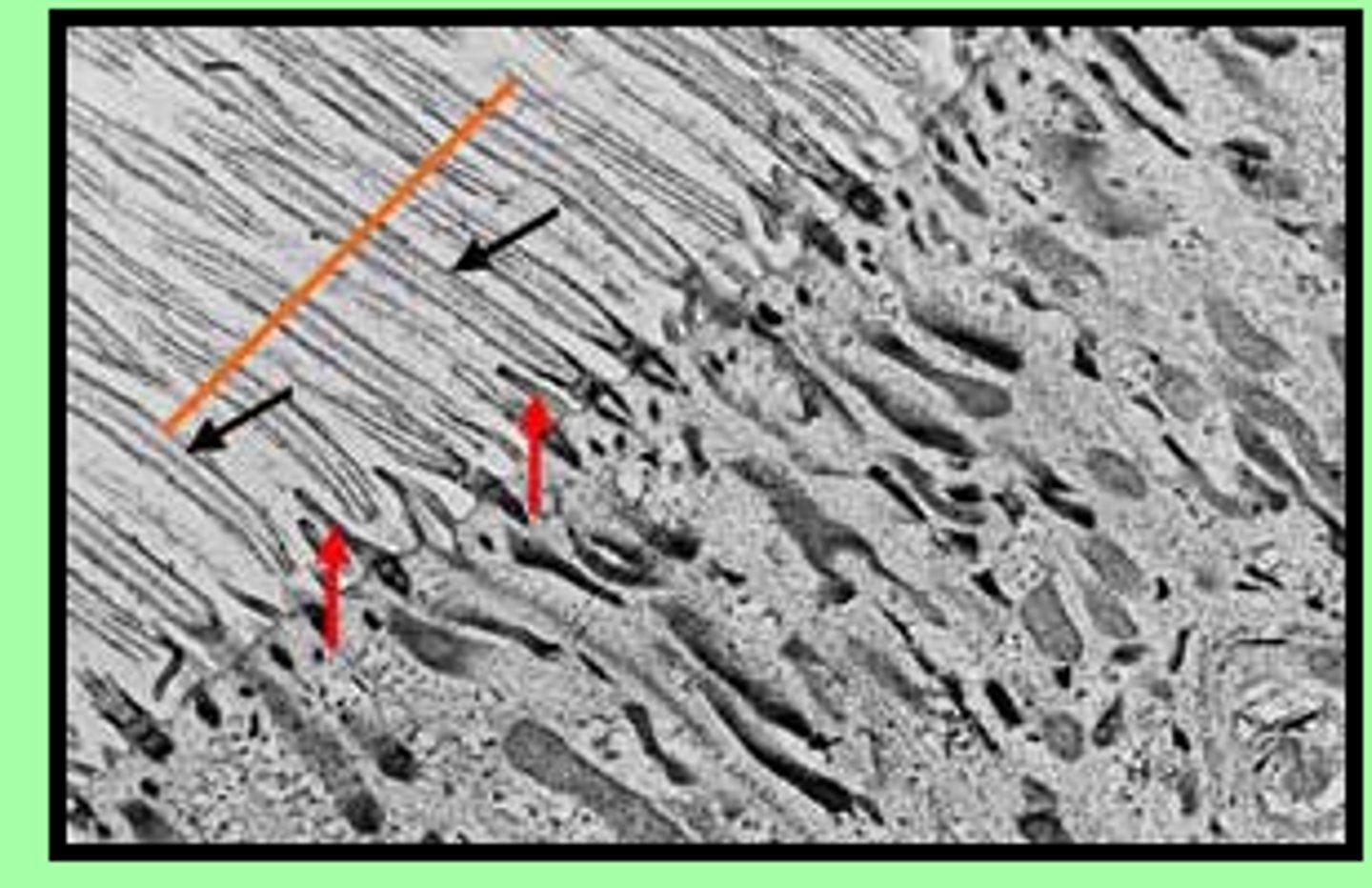 <p>used to either move the cell or move the fluids next to the cell</p>