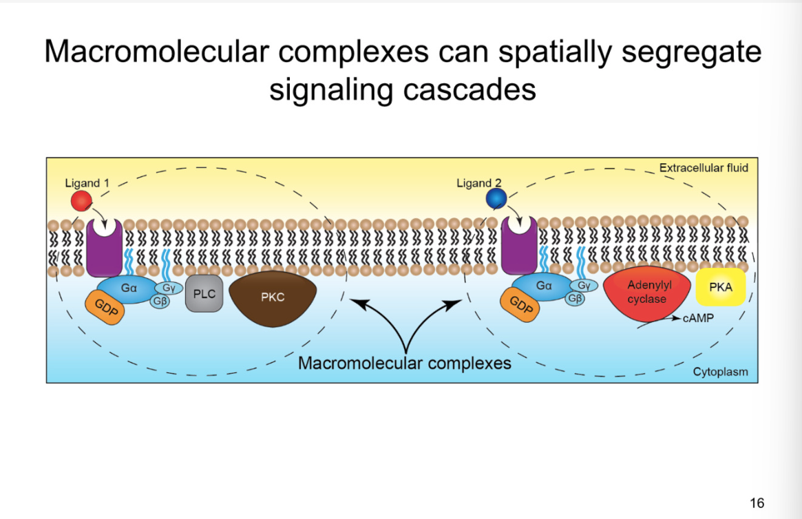 <p>macromolecular complex- all within same vicinity</p><p>because the g-proteins cannot move large distances from where they are intially hinged, they cannot activate any other complexes they are not directly coupled with </p><p></p><p>can avoid cross talk within cell </p>