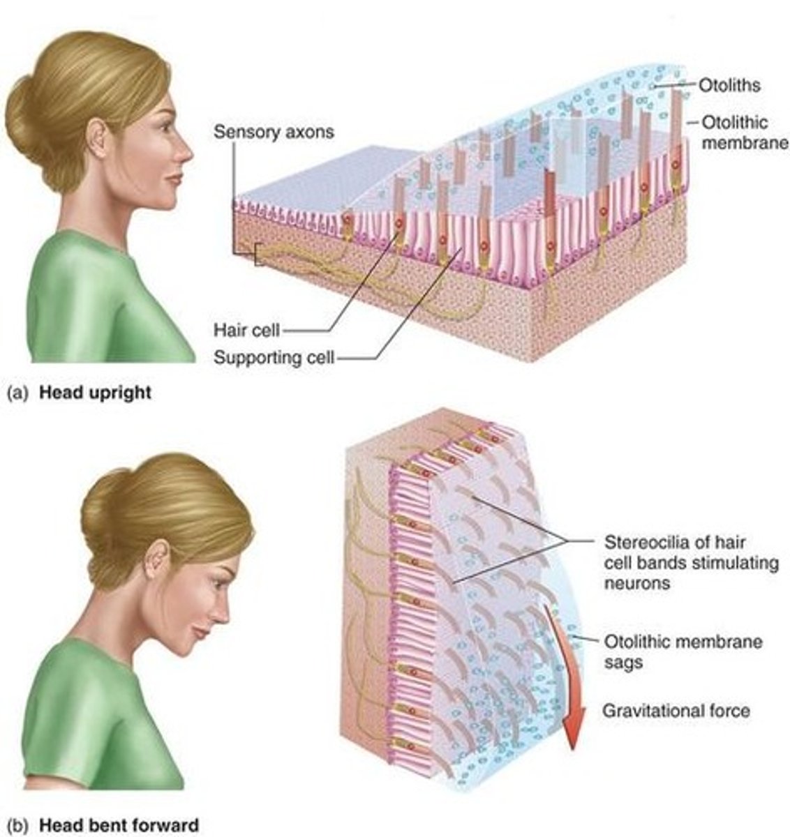 <p>These help determine acceleration and head positioning. They have calcium carbonate crystals that are attached to hair cells, and depending on our head positioning, these crystals pull on the hair cells which causes an action potential, which ultimately leads to the detection of acceleration and positioning.</p>
