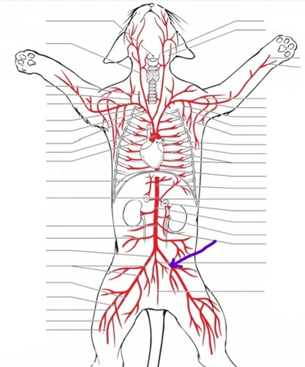 <p>identify the artery</p>