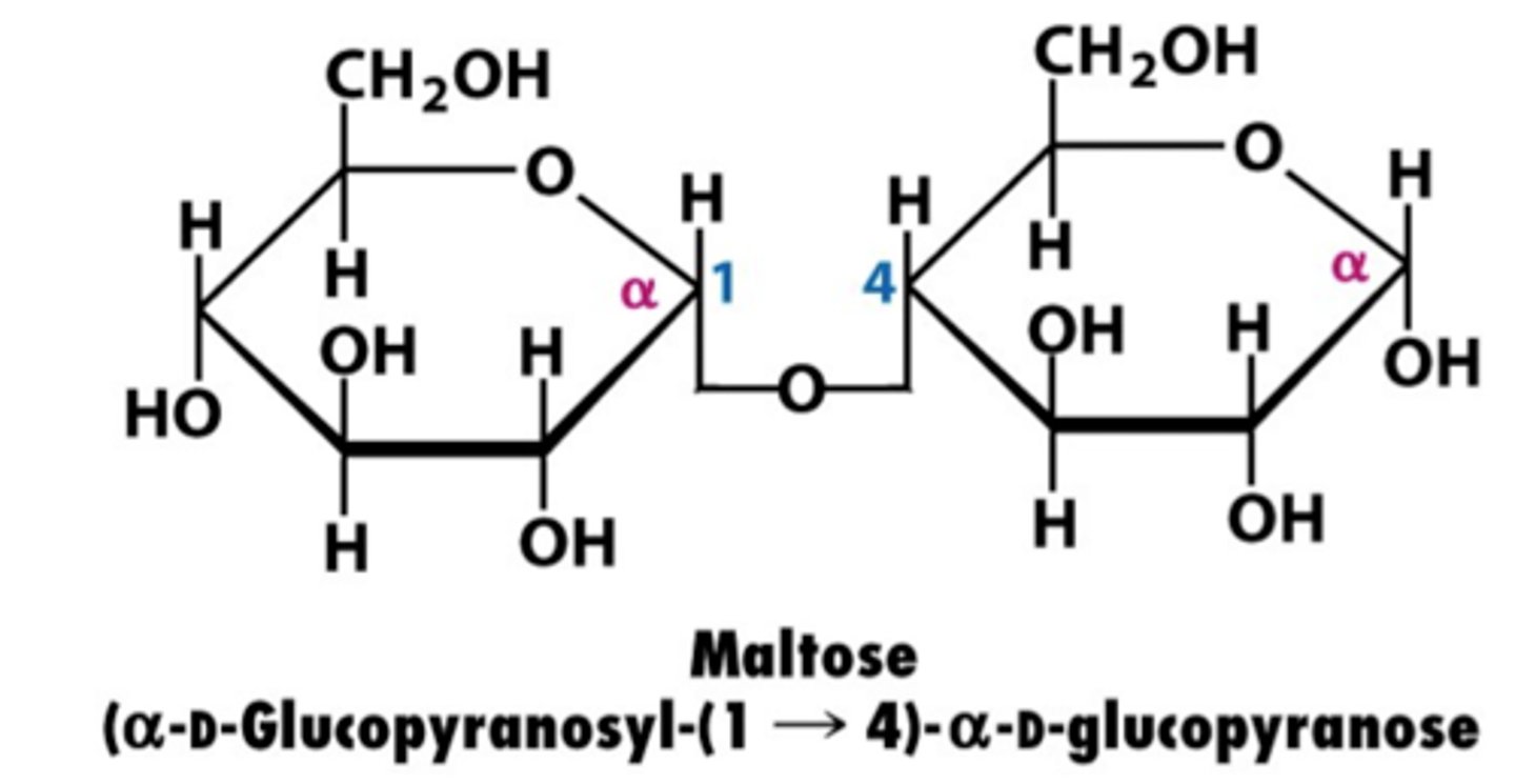 <p>- 2 Alpha Glucose molecules </p><p>- Alpha <span class="bgP">1-4</span> glycosidic bond</p>