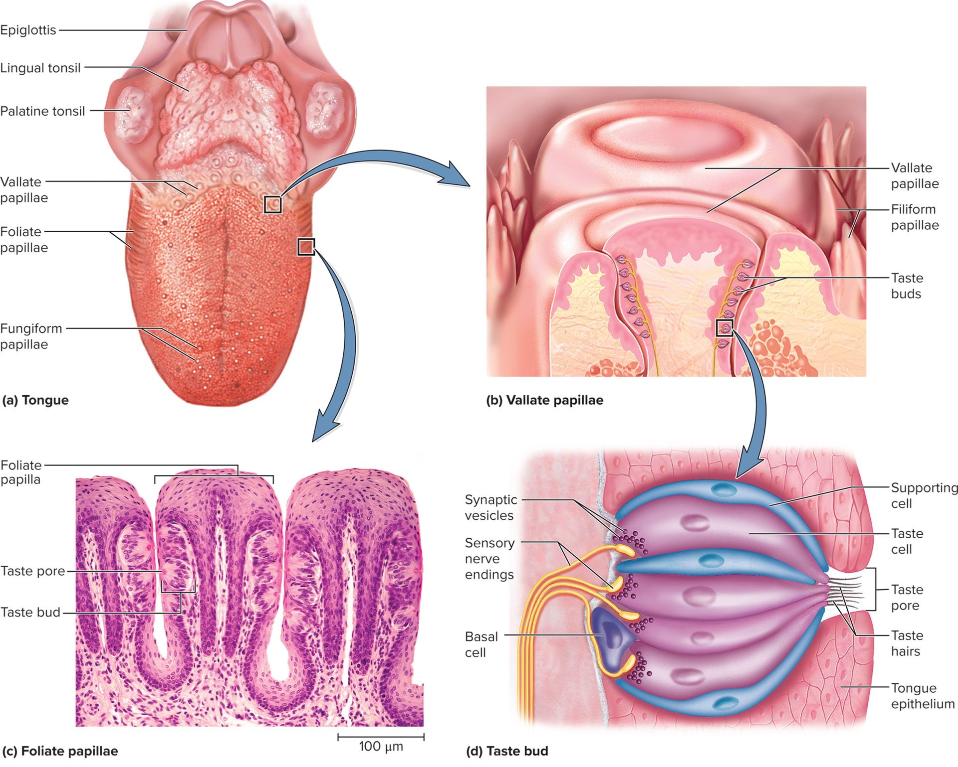 <p>Visible bumps on the tongue (not taste buds)</p><p>4 types: 1 without taste buds and other 3 is beneath epithelial surface</p><p>1)Filliform</p><p>2) Foliate</p><p>3)Fungiform</p><p>4) Vallate</p>