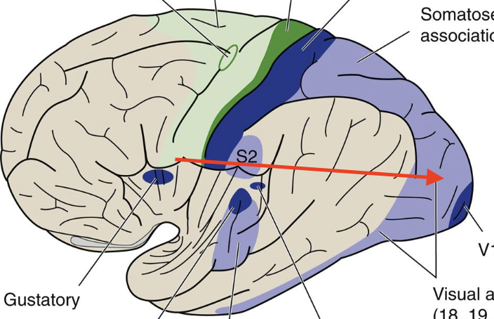 <p>Broadmann’s area 18,19; visual perception, color, and movement</p>
