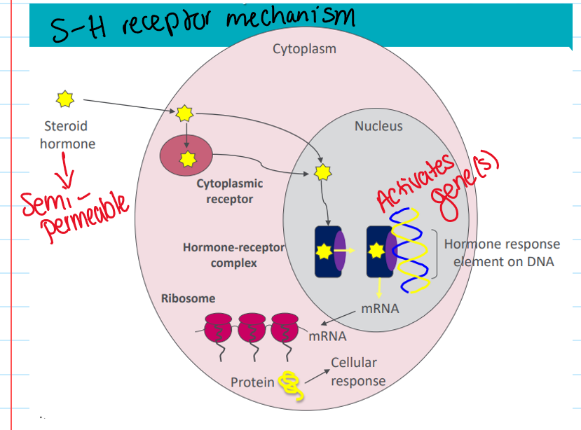<p>Steroid-hormones receptor mechanism (estrogen/thyroid)</p>