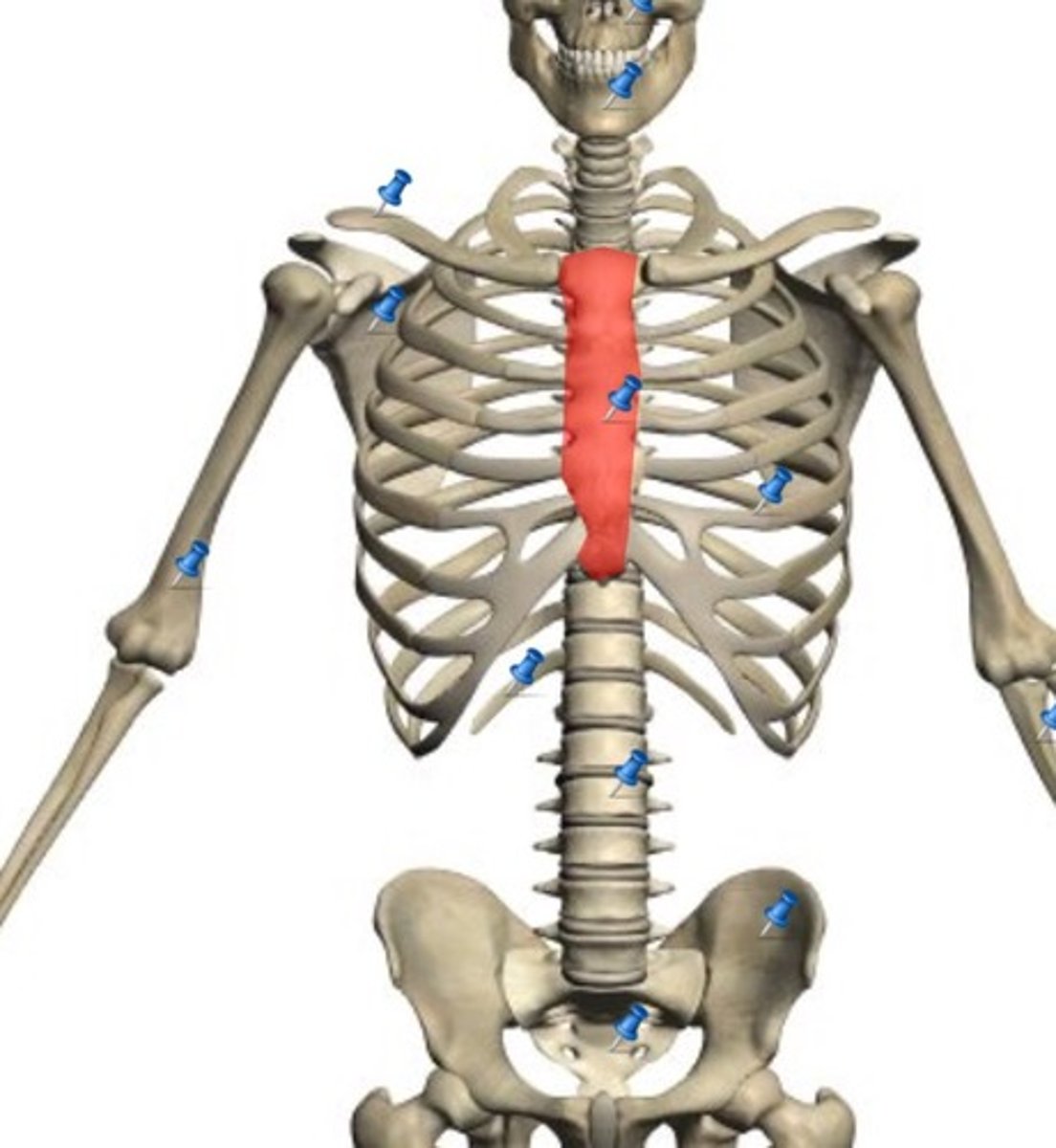<p>Manubrium, body, and xiphoid process</p>