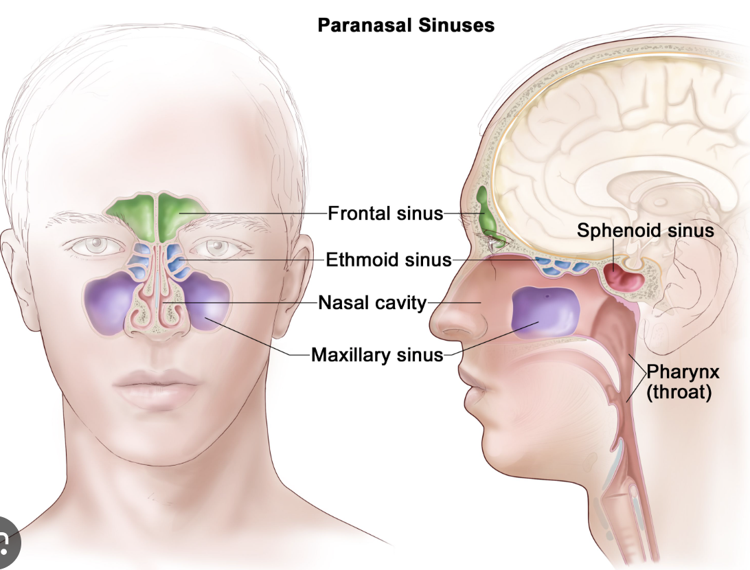 <ol><li><p>frontal</p></li><li><p>sphenoid</p></li><li><p>ethmoid</p></li><li><p>maxillary</p></li></ol><p></p>