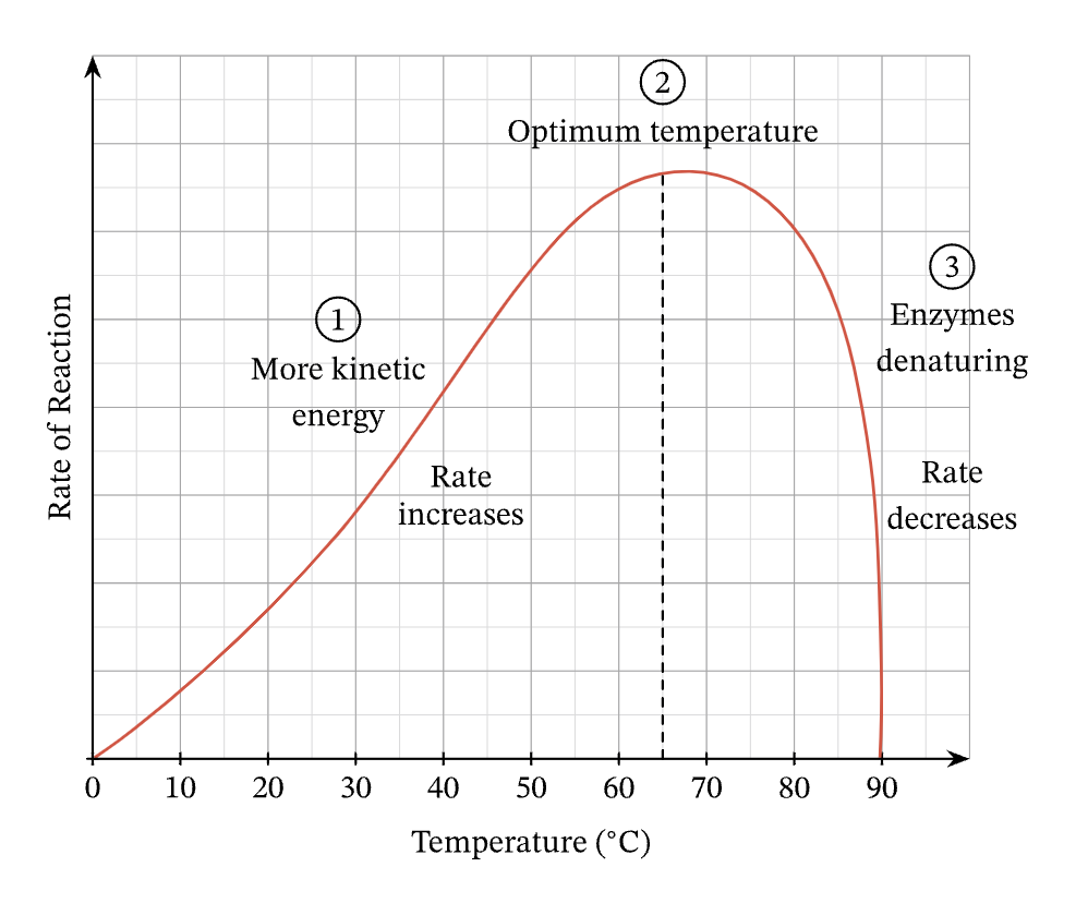 <p>At low temperatures the rate of reaction is slower. </p><ul><li><p>The substrate molecules and enzymes move more slowly due to them having lower KE. </p></li><li><p>They therefore collide less frequently, so substrate molecules are less likely to collide and bind to the active site of an enzyme - rate of reaction decreases. </p></li></ul><p>At higher temperatures, the rate of reaction is higher.</p><ul><li><p>The substrate molecules and enzymes are moving more faster due to higher KE</p></li><li><p>They therefore collide more frequently, where substrate molecules more likely to collide and bind to the active site of an enzyme. </p></li><li><p>Substrate molecules also collide with more energy, which makes it more easier for bonds to break or form for the reactions to occur.</p></li></ul><p></p>