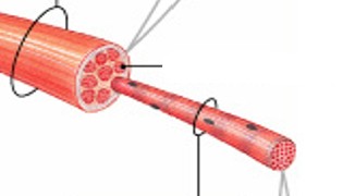 <p>Which connective tissue layer of the muscle is:</p><ul><li><p>Surrounds individual muscle cells (muscle fibers)</p></li><li><p>Contains capillaries and nerve fibers contacting muscle cells</p></li><li><p>Contains satellite cells (stem cells) that repair damage</p></li></ul><p></p>