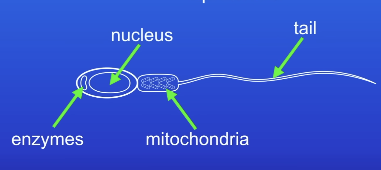 <p><span>Fertilisation- join with an ovum (egg cell)</span></p>