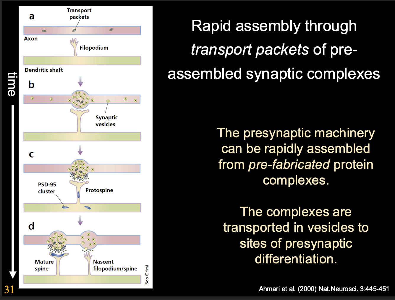 <ul><li><p>facilitates rapid formation of functional release sites</p></li><li><p>as soon as presynaptic cell comes into contact with postsynaptic cell</p></li></ul><p></p>