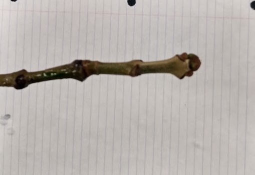 <p>rusty/dark brown/almost-black buds; inset in leaf, uppermost laterals near terminal scar; stout, “smiling” leaf scar</p>