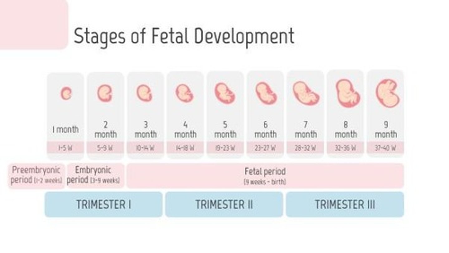 <p>Germinal (Preembryonic), Embryonic, and Fetal stages.</p>