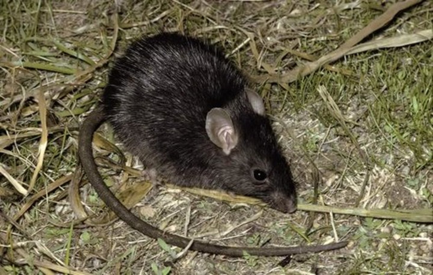 <p>Black Rat</p>