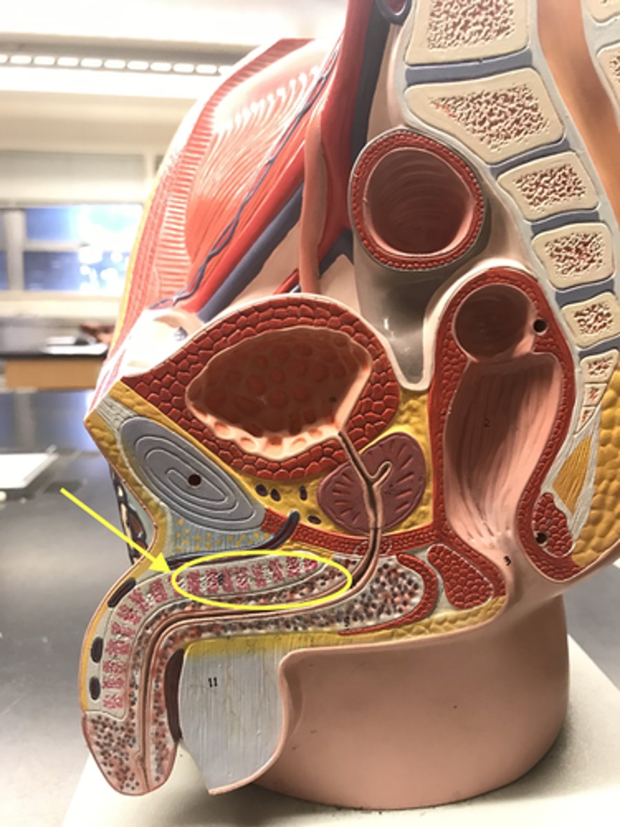 <p>Internal curved part of the penis</p><p>Name this REGION</p>