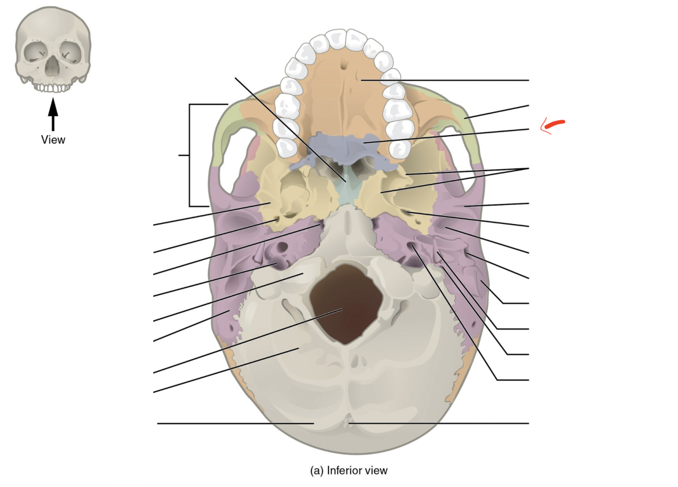 <p>form roof of mouth and walls of nasal cavity</p>