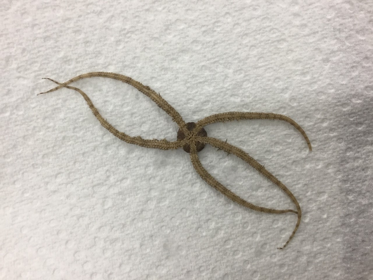 Identify Phylum, class, and species