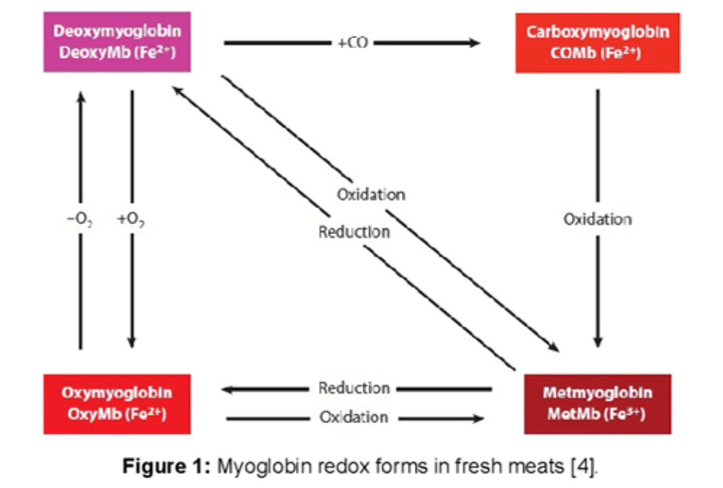 <p>DEOXYmyoglobin = purple</p><p>OXYmyoglobin = Red</p><p>METmyoglobin = brown</p><p>CARBOXYmyoglobin= red</p>