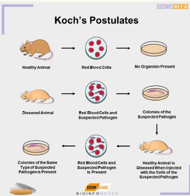 <ol><li><p>Isolate microbe</p></li><li><p>Grow in culture</p></li><li><p>Reproduce by injecting into another host</p></li><li><p>Re-isolate microbe</p></li></ol><p></p>