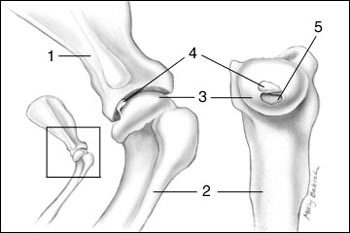 <p>What Type of Joint?</p>