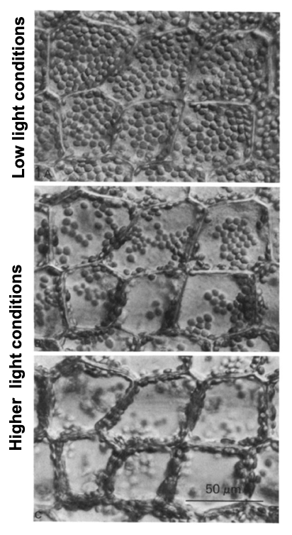 <p>Streaming is usually constant (primary streaming) but can be induced in higher aquatic plants by light or chemicals that change ATP availability, affecting chloroplast position.</p>