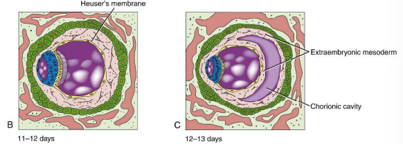 <p>Small pockets within the extraembryonic mesoderm coalesce on day 13.</p>