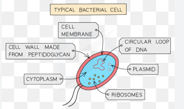 <p>No nucleus, no mitochondria, no chloroplasts, no vacuole<br>• <strong>Cell wall</strong> Protects and supports the cell (not made of cellulose)<br>• <strong>Cell membrane</strong> Controls which substance goes into and out<br>• <strong>Cytoplasm</strong> Where most chemical reactions of the cell occur<br>• <strong>Ribosomes </strong>where protein for the cell is made<br>• <strong>Circular DNA</strong> Contains most of the genetic material in the cell<br>• <strong>Plasmids</strong> Tiny rings of DNA that float in the cytoplasm.</p>