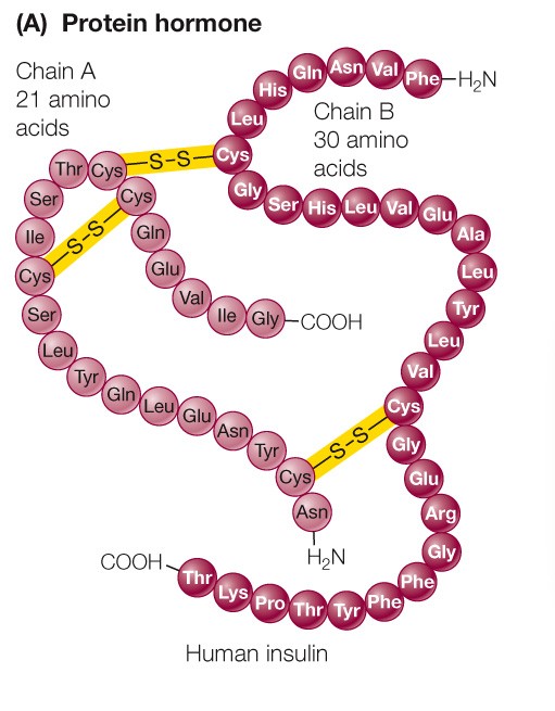 <p>water-soluble chains of amino acids</p><p>consists of most hormones (antidiuretic hormone, insulin, glucagon, etc.)</p>