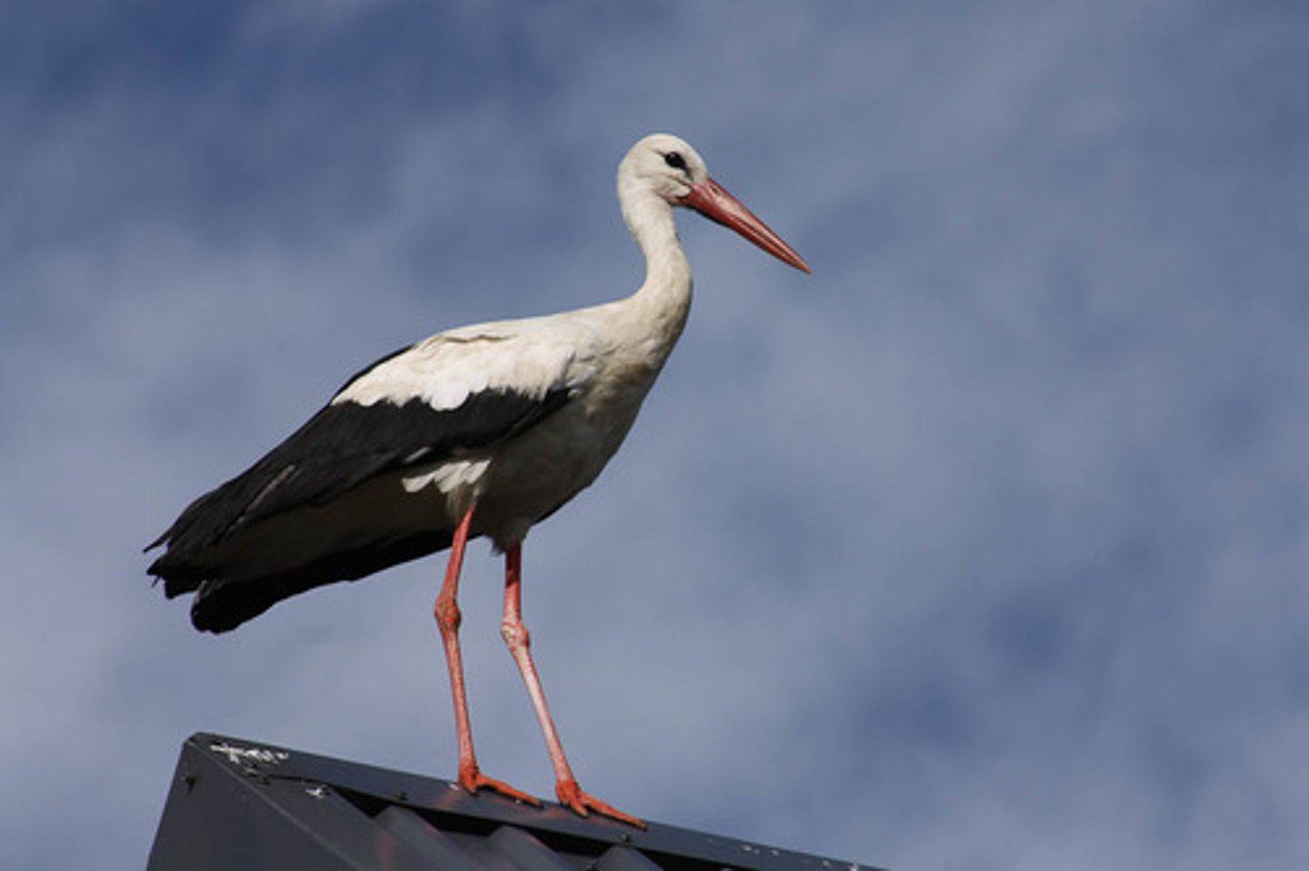 <p>Ciconiiformes</p>