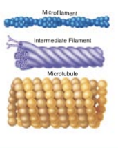 <p>form the internal structure of centrioles; help determine cell shape</p>