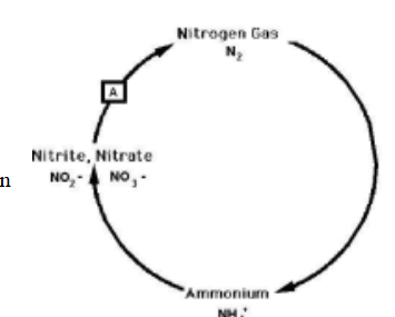 <p> What bacteria carry out the reaction marked "A" in</p><p>the nitrogen cycle?</p><p>A. Nitrate oxidizing bacteria</p><p>B. Nitrate reducing bacteria</p><p>C. Nitrogen fixing bacteria</p><p>D. Nitrifying bacteria</p><p>E. Denitrifying bacteria</p>
