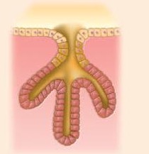 <p>What type of multicellular exocrine glands produce is this </p>