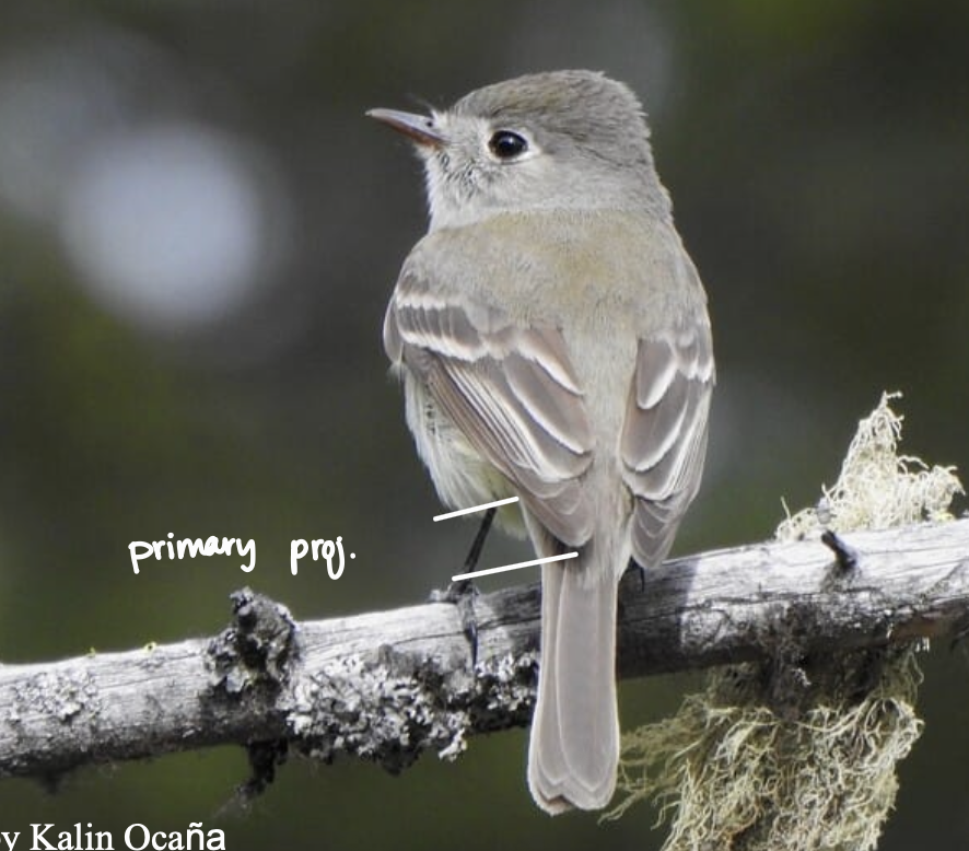 <p>short primary projection</p><p>Chaparral and coniferous forest</p>