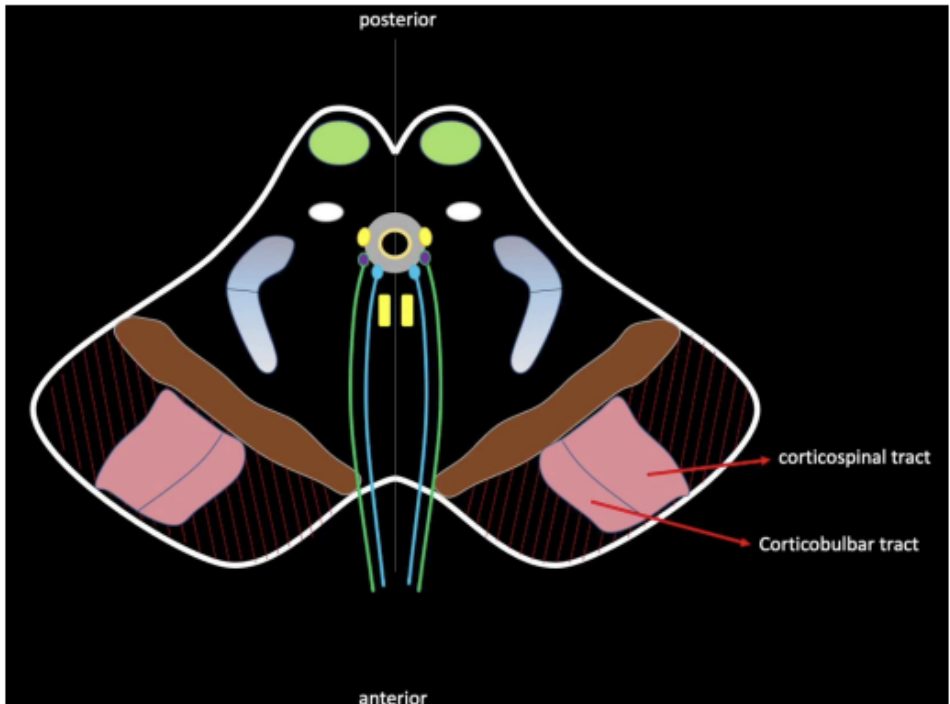 <ul><li><p>corticospinal tract</p></li><li><p>corticobulbar tract</p></li></ul><p></p>